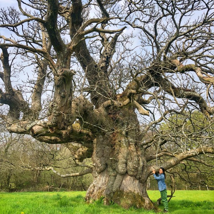 Cheryl Silvawood standing next to ancient sweet chestnut tree