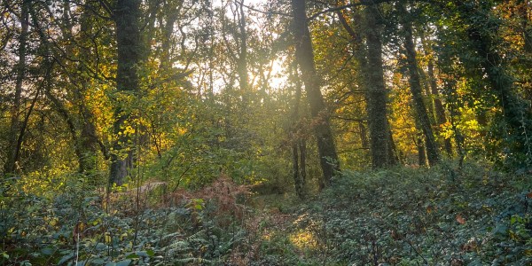 In the woods, in the forest, through the trees.